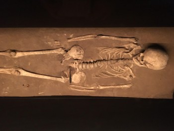 Figure 11: The Randlev woman, Moesgaard Museum (Photograph: M. Schlanker